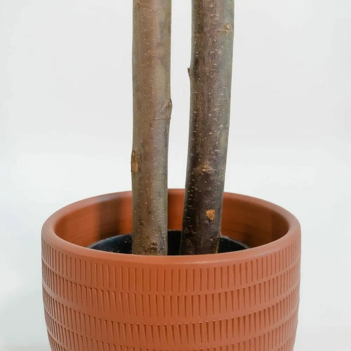 Tree Home ESPRIT Polyester Wood Cement Eucalyptus 90 x 90 x 180 cm - Декорация и Осветление<<<Дом