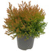TUJA GLOBAL 20/25CM - Вечнозелени храсти и дръвчета<<<Външни растения<<<Градина<<<Praktiker