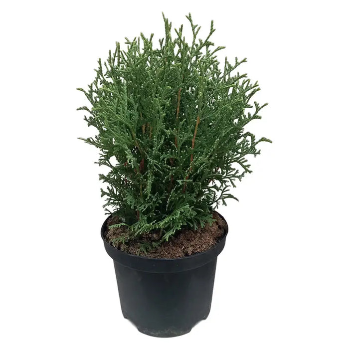 TUJA GLOBAL 20/25CM - Вечнозелени храсти и дръвчета<<<Външни растения<<<Градина<<<Praktiker