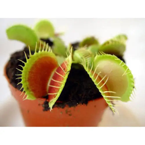 VENUS FLY TRAP - Насекомоядни растения<<<Стайни растения<<<Градина<<<Praktiker