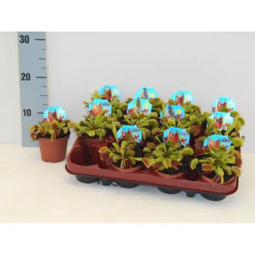 VENUS FLY TRAP - Насекомоядни растения<<<Стайни растения<<<Градина<<<Praktiker
