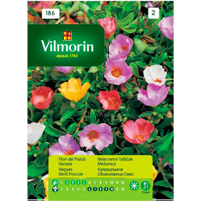SEEDS COBBLE MIXTURE VILMORIN