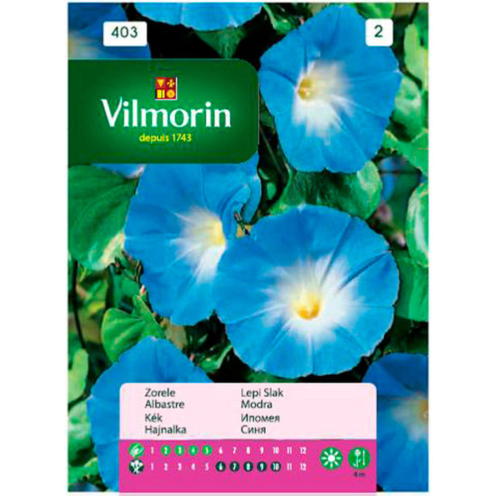 SEEDS IPOMEIA BLUE VILMORIN
