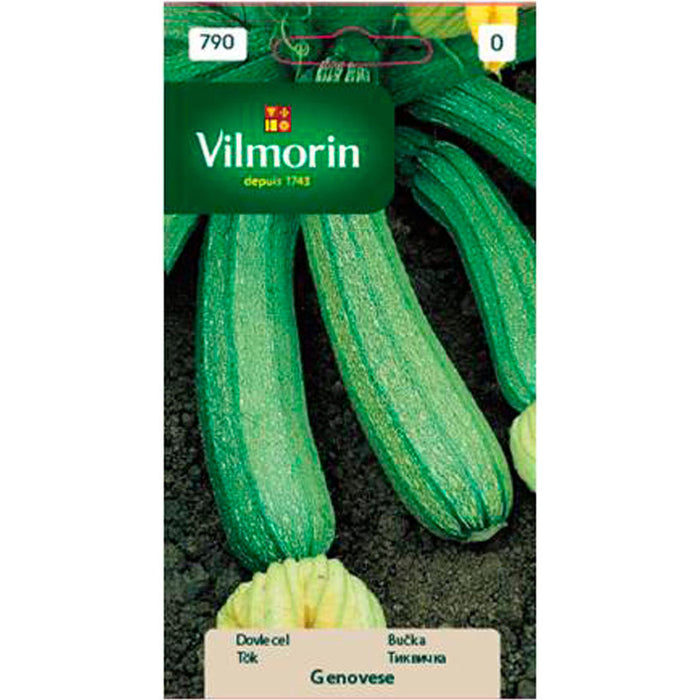 VILMORIN PUMPKIN SEEDS