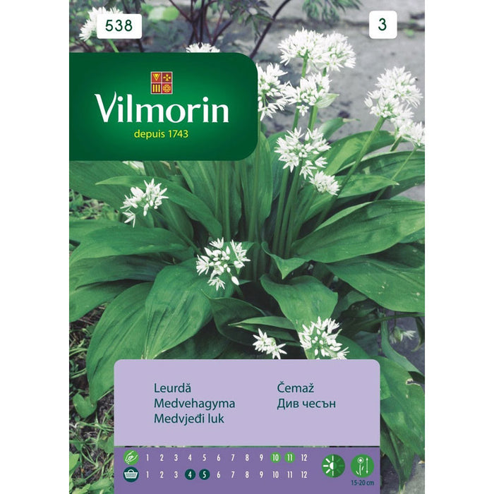 WILD GARLIC SEEDS VILMORIN