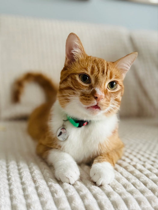 ZOLUX Chatouille green - cat collar