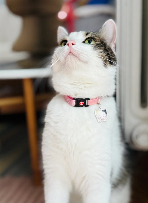 ZOLUX Chatouille pink - cat collar