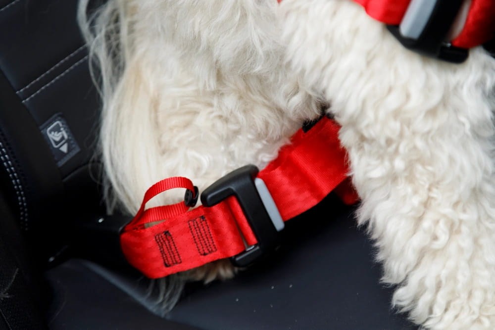ZOLUX Travel Safe M red - dog harness